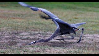 Two Great Blue Herons have a productive day