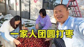 國慶節我姐也回來了，我們一起打棗，一家人團圓了【大海去旅行】