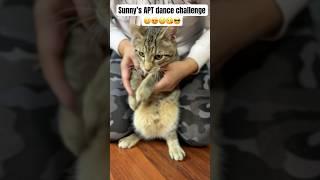 Sunny’s APT dance challenge (kitty version) #kitten #catlover #cat