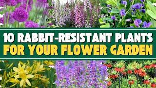 10 Beautiful Rabbit Resistant Plants for Your Flower Garden 