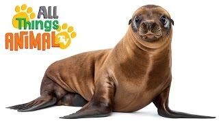 * SEA LION * | Animals For Kids | All Things Animal TV