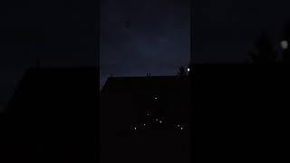 Bat flies around our backyard