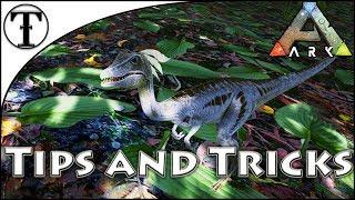 Fast Compy Taming Guide :: Ark : Survival Evolved Tips and Tricks