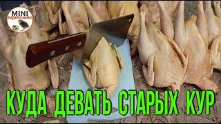 Куда девать старых кур несушек. Переработка.