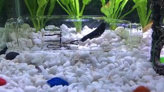 Feeding a Black Ghost Knife Fish