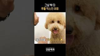 두들이든 푸든 행복하렴