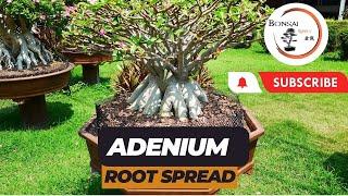 How to create amazing root spreads on Adeniums (desert rose) | The Bonsai Supply