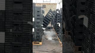 Меняем раствор при укоренении тюльпанов