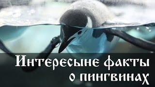 Интересные факты о пингвинах
