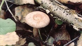 Lactarius spinosulus