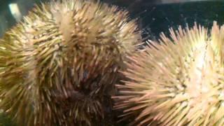 Sea urchin under scope