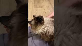 Cat gets eye drops #cutecat #shortvideo #shorts #subscribe