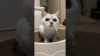 내눈에 너무 이뻐서 올리는 고양이 코코영상  Coco, a cat with pretty eyes. 眼睛漂亮的貓咪. 目がきれいな猫ココ. #너무이뻐서올리는영상 #바보