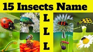 Insects and Bugs Vocabulary | 15 Insect Names Start with Letter L |  Fun & Education with Insects