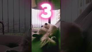 Ragoll cat Lola having fun #music #catshort #catfunny #ragdollcat