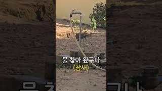 아프리카 참새. 물 찾아 왔구나.  #아프리카 #여름 #유튜버