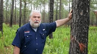 Introduction to the Flora of the Wet Longleaf Pine Savanna