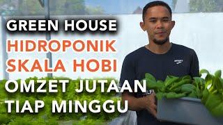 Green House Hidroponik Sederhana Omzet Jutaan Tiap Minggu