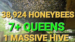 MASSIVE  Beehive Found With 7 Queens and 10 Lbs of Bees !!!!