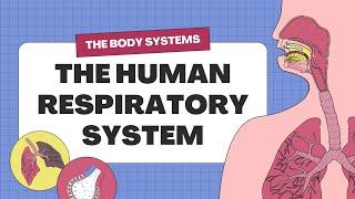 Understanding the Human Respiration System | Ankur Project #ScienceProject #DIY #schoolproject