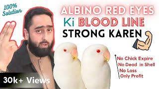 Albino Red Eyes ki Bloodline kese strong karen | Albino Red Eyes Breeding tips