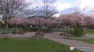 Coquitlam Town Center Blossom