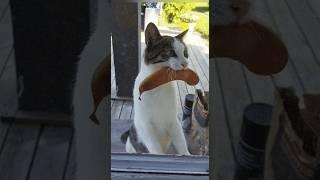 Funny animals 2023 - Funniest Cats and Dogs Video205 #shorts