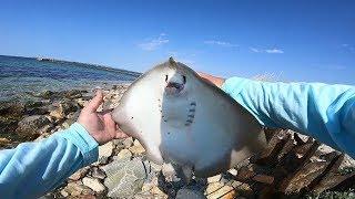 РЫБАЛКА на ЧЁРНОМ МОРЕ! ПЕРВЫЙ СКАТ НА ЖИВЦА! ЛОВЛЯ МОРСКОГО СКАТА НА ЗАКИДУШКУ!