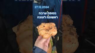 נטופה ערבה ראשונה לעונה #ליקוט #פטריות #בעקבותהפטריות #טבע #טבעוני