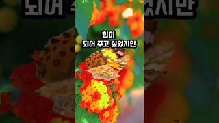 남친 누나 이혼으로 인한 나비효과