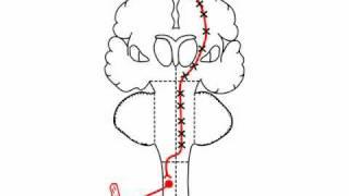 Anatomy Motor Exam: Localizing a UMN Lesion