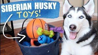 The Best Toys To Get A Siberian Husky - Dog Toys For A Siberian Husky Puppy!