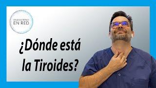 ¿Dónde está la Tiroides? . Truco para localizarla.