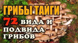 ГРИБЫ ВИДЕО. СБОР ГРИБОВ. ВИДЫ ГРИБОВ. СЪЕДОБНЫЕ ГРИБЫ. 72 вида и подвида - то что я ем