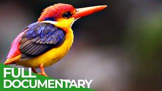 Flying Rainbow - An Epic Tale of Survival | Free Documentary Nature