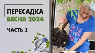 Пересадки весна 2024 часть 1. Озеленение спальни. Пересаживаем фикус, папоротники и аглаонемы