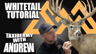 Taxidermy with Andrew  - Whitetail Tutorial