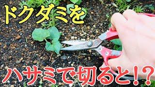 目からうろこの雑草対策｜ドクダミをハサミで切ると凄い事が起こった