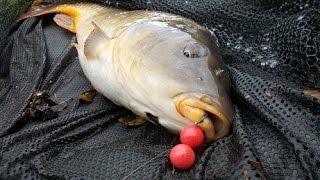 Shropshire carp fishing - Stewart Bloor's Blog (entry 680)