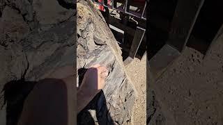Claro Walnut Root Log #shorts #short #walnut #roots #sawmill #business #premium #quality