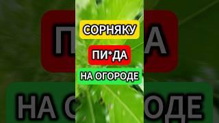 СОРНЯКОВ НЕ БУДЕТ ОТ СЛОВА СОВСЕМ простой способ избавиться от сорняков навсегда #огород дача #дом