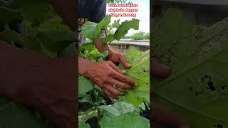 basmi hama #shorst #caramerawattanaman #bonsai #farming #berkebun #fypyoutube