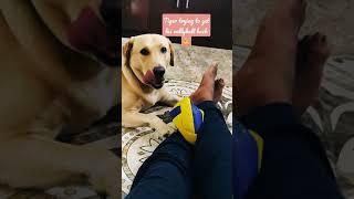 Tiger trying to get his vollyball back  #youtubeshorts #vineetpandeywithdogs #shorts #shortvideo