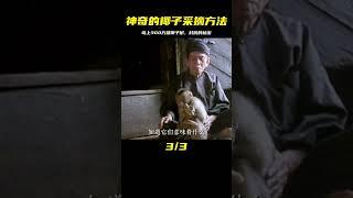 島上300萬棵椰子樹，村民摘椰子卻從不爬樹，他們到底靠的是什么 #還原 #梳理 #搜查 #調查 #事件