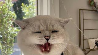Cute British cat and kitten meowing