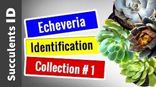 SUCCULENT TYPES | Echeveria Collection #1 || Succulent Identification