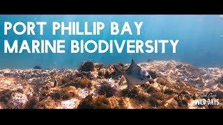 Port Phillip Bay Marine Biodiversity | Melbourne Marine Life Documentary | Animal Vlog Wild Days 02