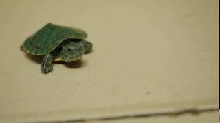 turtle pet