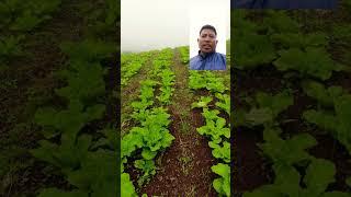Update ta sa chinese cabbage. #farming #plantingcabbage #buhayfarmer #agriculture