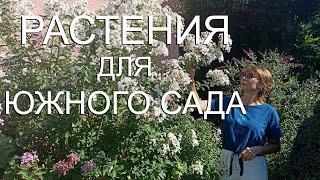 Дача на Юге - Растения для Южного сада